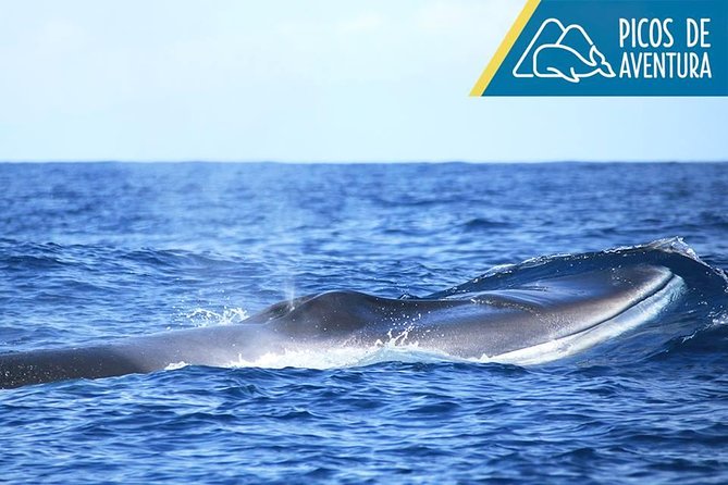 Half-Day Whale and Dolphin Watching Tour in Ponta Delgada - Additional Information