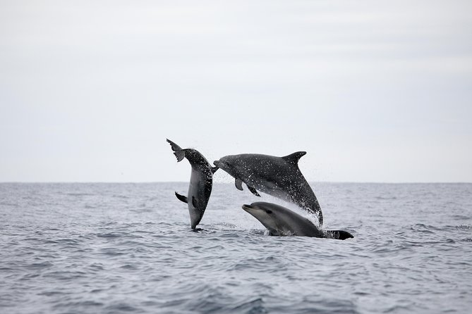 Half-Day Whale and Dolphin Watching Tour in Ponta Delgada - Guide and Commentary