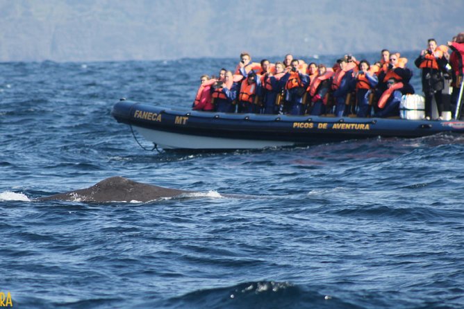 Half-Day Whale and Dolphin Watching Tour in Ponta Delgada - Accessibility and Recommendations