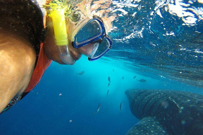 Half Day Whale Shark Tour From Playa del Carmen - Introduction