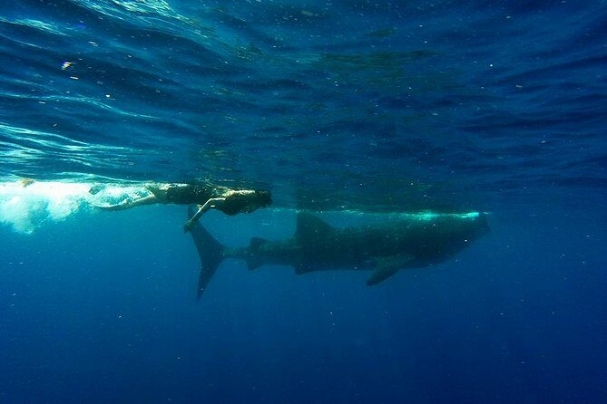 Half Day Whale Shark Tour From Playa del Carmen - Logistics and Practical Details