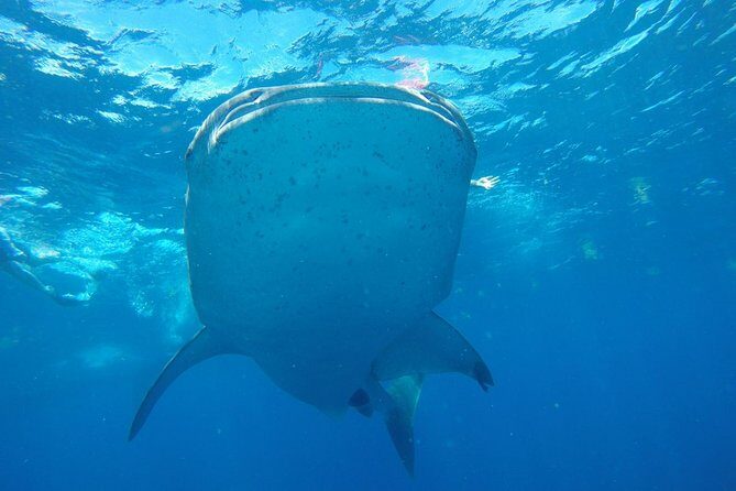 Half Day Whale Shark Tour From Playa del Carmen - The Sum Up