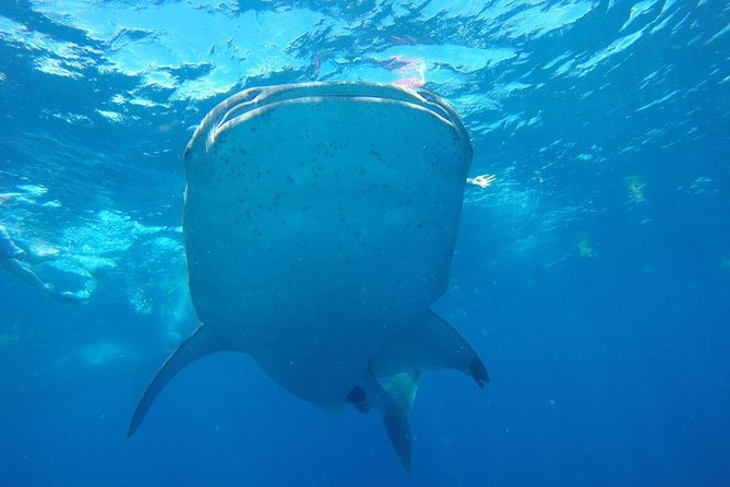 Half Day Whale Shark Tour From Playa Del Carmen - Pickup Information