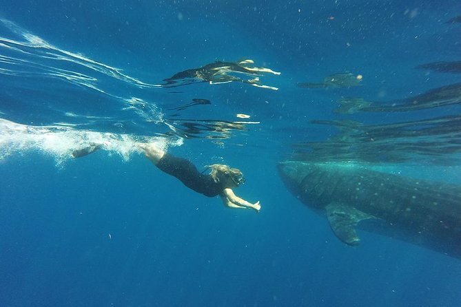 Half Day Whale Shark Tour From Playa Del Carmen - Additional Information