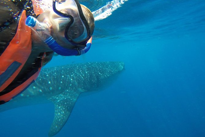 Half Day Whale Shark Tour From Playa Del Carmen - Tour Highlights