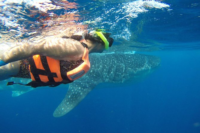 Half Day Whale Shark Tour From Playa Del Carmen - Whale Shark Encounters