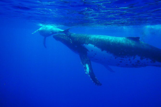 Half day whale tour 4h00 - Key Points
