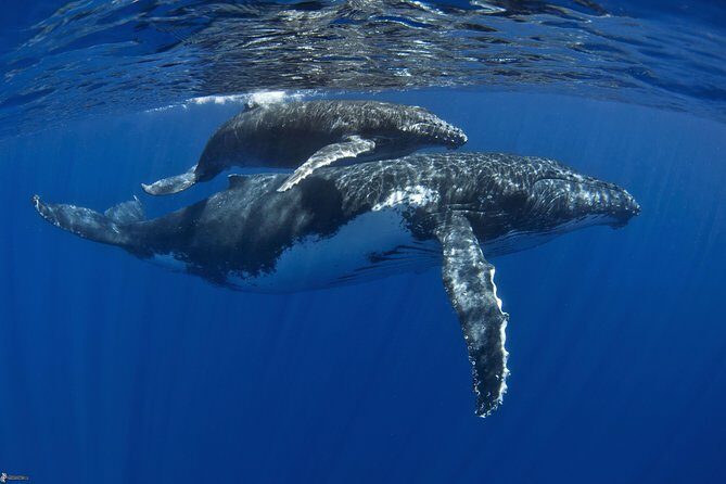 Half day whale tour 4h00 - The Itinerary in Detail
