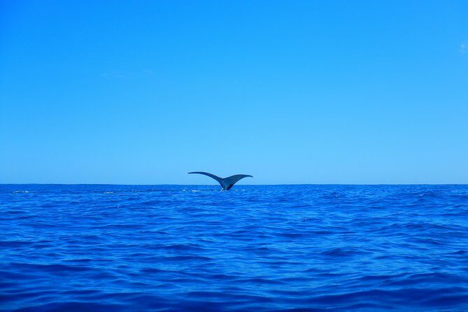 Half day whale tour 4h00 - The Sum Up: Is This Tour Worth It?