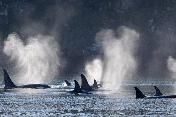 Half-Day Whale Watching Adventure From Telegraph Cove - Whale Sighting Guarantee