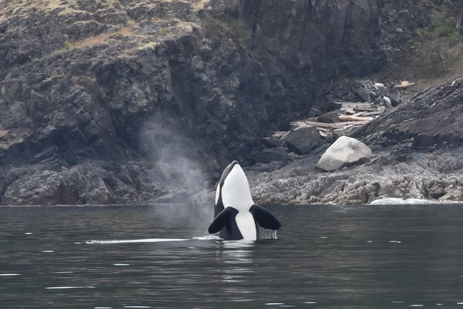 Half-Day Whale Watching Adventure From Vancouver - Meeting Point and Pickup Details