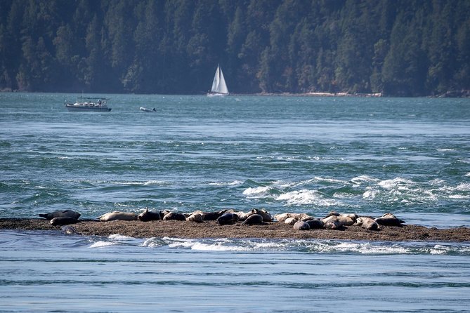 Half-Day Whale Watching Adventure From Vancouver - Exceptional Customer Reviews