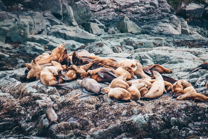 Half-Day Whale Watching Adventure From Victoria - Meeting Point and Timing