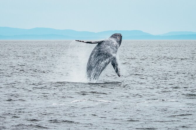 Half-Day Whale Watching Adventure From Victoria - Getting to the Departure Point