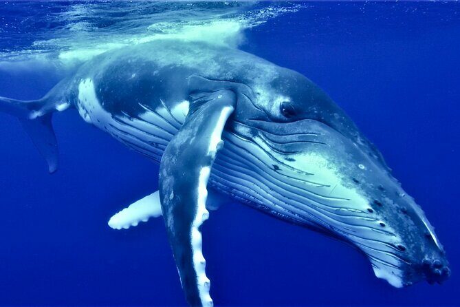 Half Day Whale Watching in a Small Shared Group - Key Points