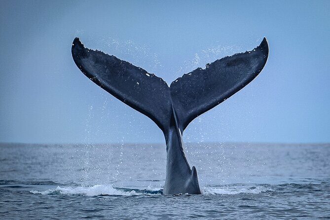 Half Day Whale Watching in a Small Shared Group - A Closer Look at the Tour Experience