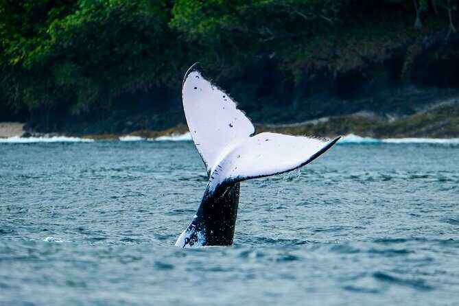 Half Day Whale Watching in a Small Shared Group - FAQ