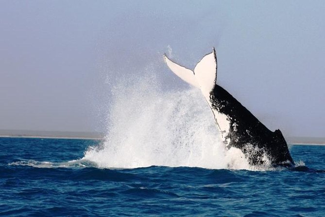 Half-Day Whale Watching Sunset Cruise From Broome - Meeting and Pickup Information