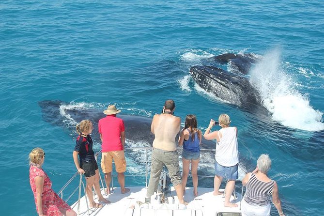 Half-Day Whale Watching Sunset Cruise From Broome - Whale Sightings and Migration