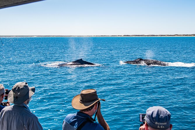 Half-Day Whale Watching Sunset Cruise From Broome - Booking and Payment Options