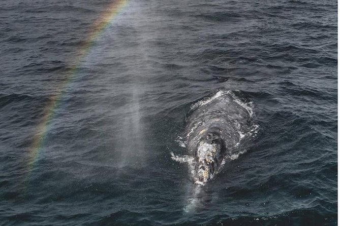 Half-Day Whale Watching Tour From Monterey - Just The Basics