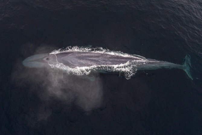 Half-Day Whale Watching Tour From Monterey - Cancellation Policy