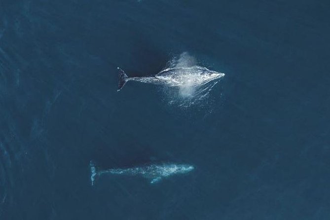 Half-Day Whale Watching Tour From Monterey - Photography Opportunities