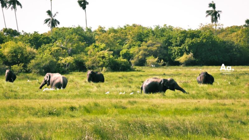 Half-Day Wild Safari in Kumana National Park - Itinerary Details