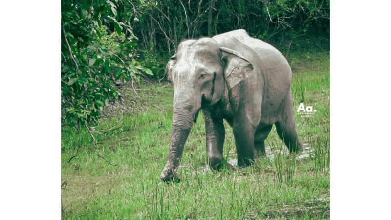 Half-Day Wild Safari in Kumana National Park - Comfort and Safety