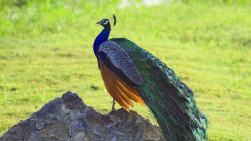 Half-Day Wild Safari in Kumana National Park - Customer Feedback and Experience