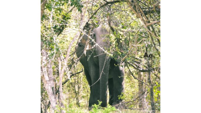 Half-Day Wild Safari in Kumana National Park - Pricing and Inclusions