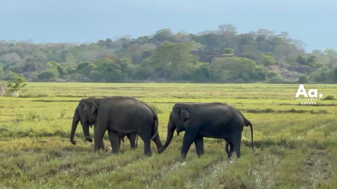 Half-Day Wild Safari in Kumana National Park - Booking and Cancellation Policy