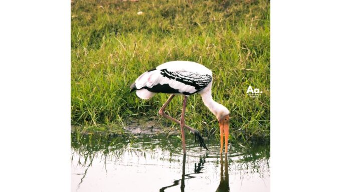 Half-Day Wild Safari in Kumana National Park - Frequently Asked Questions