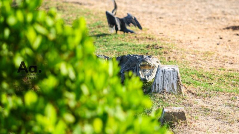 Half-Day Wild Safari in Yala National Park - Key Points
