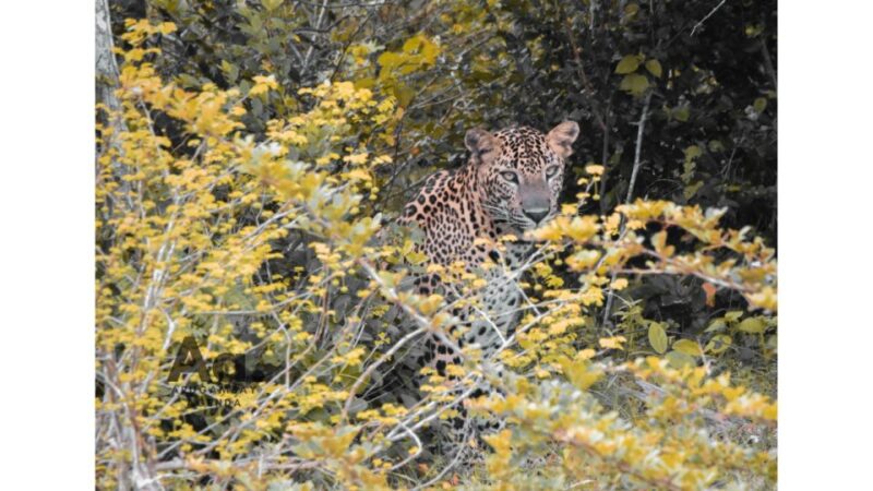 Half-Day Wild Safari in Yala National Park - Itinerary and Experience