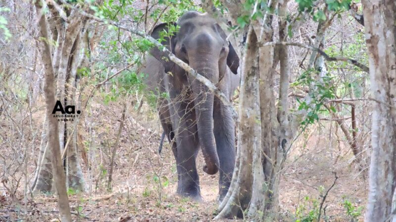 Half-Day Wild Safari in Yala National Park - Inclusions and Exclusions