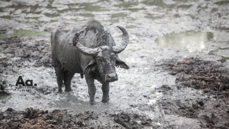 Half-Day Wild Safari in Yala National Park - Customer Feedback