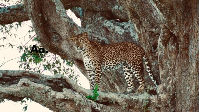 Half-Day Wild Safari in Yala National Park - Transport and Pickup