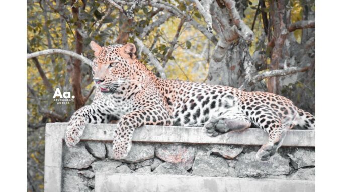 Half-Day Wild Safari in Yala National Park - Frequently Asked Questions