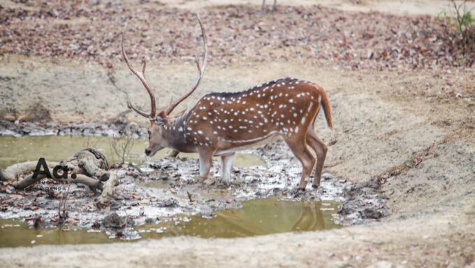 Half-Day Wild Safari in Yala National Park - Recap