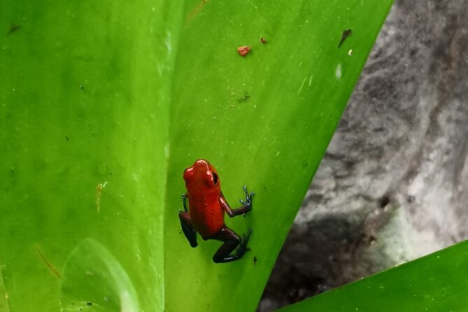 Half-Day Wildlife Hiking Tour of Cahuita National Park - Key Points