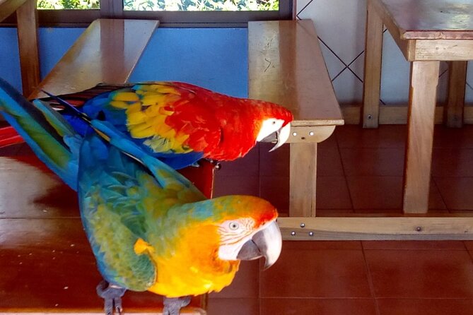 Half-Day Wildlife Hiking Tour of Cahuita National Park - Exploring Cahuita National Park