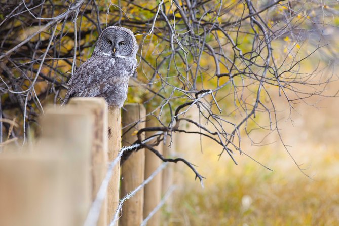 Half-Day Wildlife Safari Tour in Grand Teton National Park - Inclusions