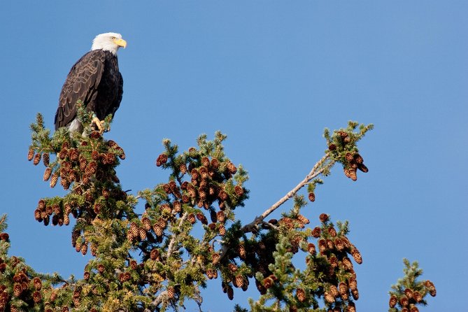 Half-Day Wildlife Safari Tour in Grand Teton National Park - What to Expect
