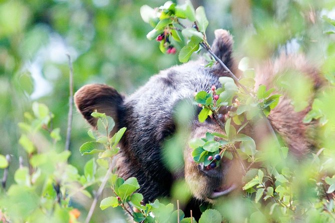 Half-Day Wildlife Safari Tour in Grand Teton National Park - Additional Information