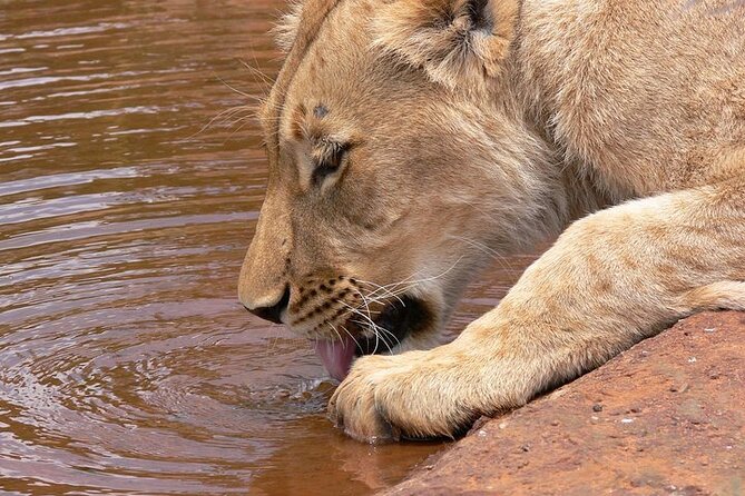 Half Day Wildlife Tour to Nairobi National Park Game Drive With Pickup/Drop off - Inclusions in the Tour