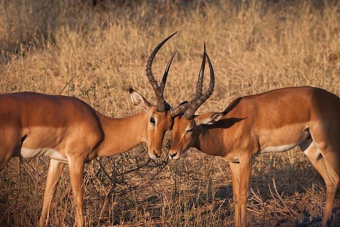 Half Day Wildlife Tour to Nairobi National Park Game Drive With Pickup/Drop off - Group Size and Booking