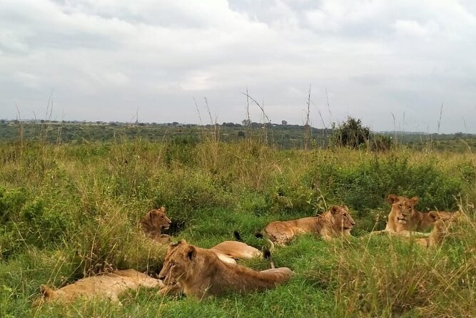 Half Day Wildlife Tour to Nairobi National Park Game Drive With Pickup/Drop off - Cancellation Policy
