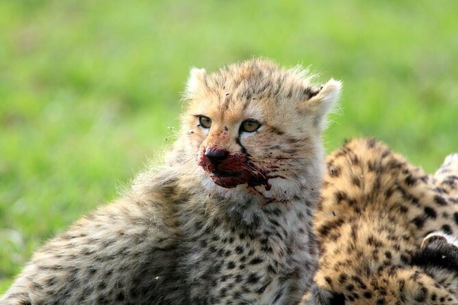 Half Day Wildlife Tour to Nairobi National Park Game Drive With Pickup/Drop off - Additional Information