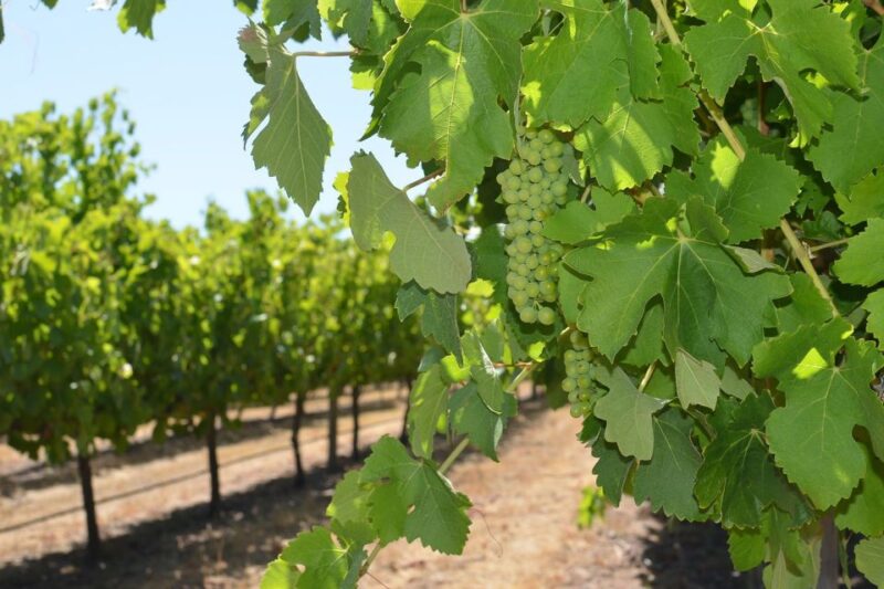 Half Day Wine and Sights Discovery Tour Busselton - Tour Itinerary